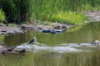 Cliquer pour agrandir