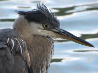 Cliquer pour agrandir