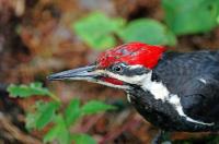 Click to view