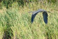 Cliquer pour agrandir