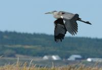 Cliquer pour agrandir