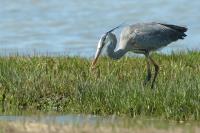 Cliquer pour agrandir