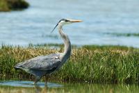 Cliquer pour agrandir