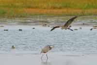 Cliquer pour agrandir