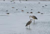 Cliquer pour agrandir