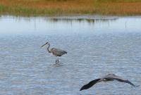 Cliquer pour agrandir