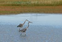 Cliquer pour agrandir