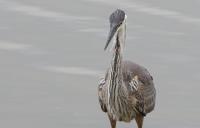 Cliquer pour agrandir