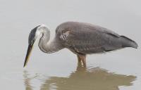 Cliquer pour agrandir