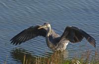 Cliquer pour agrandir