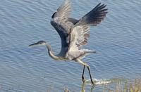 Cliquer pour agrandir