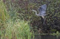 Cliquer pour agrandir