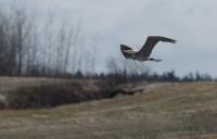 Cliquer pour agrandir