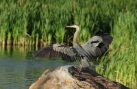 Cliquer pour agrandir