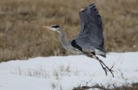 Cliquer pour agrandir