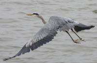 Cliquer pour agrandir