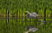 Cliquer pour agrandir