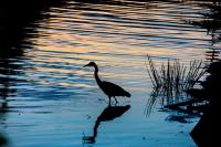 Cliquer pour agrandir