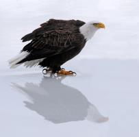Click to view