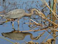 Cliquer pour agrandir