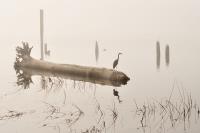 Cliquer pour agrandir