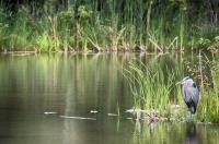 Cliquer pour agrandir