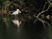 Cliquer pour agrandir