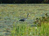 Cliquer pour agrandir