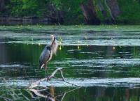 Cliquer pour agrandir