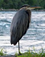 Cliquer pour agrandir