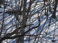 Cliquer pour agrandir