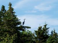 Cliquer pour agrandir