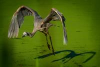 Cliquer pour agrandir