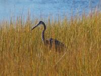 Cliquer pour agrandir