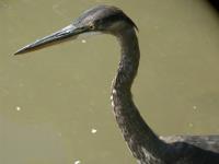 Cliquer pour agrandir