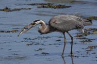 Cliquer pour agrandir