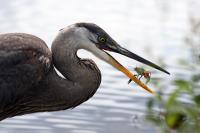 Cliquer pour agrandir