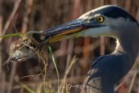 Cliquer pour agrandir