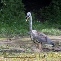 Cliquer pour agrandir