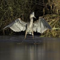 Cliquer pour agrandir