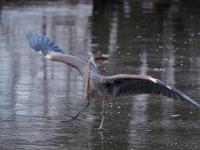 Cliquer pour agrandir