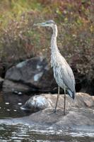 Cliquer pour agrandir