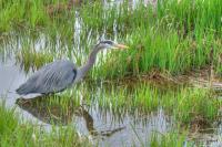 Cliquer pour agrandir