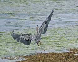 Cliquer pour agrandir