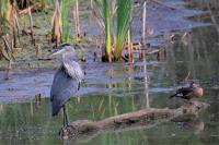 Cliquer pour agrandir