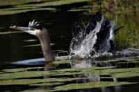 Cliquer pour agrandir