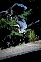 Cliquer pour agrandir