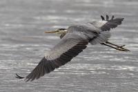 Cliquer pour agrandir