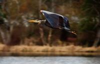 Cliquer pour agrandir