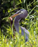 Cliquer pour agrandir